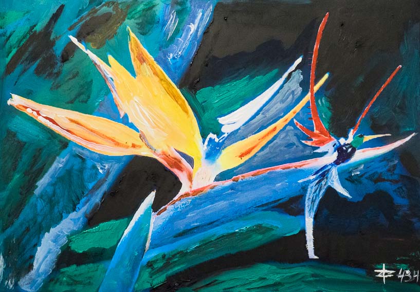 434 Paradiesvogel I.